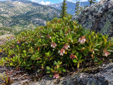 Arctostaphylos uva-ursi (Bearberry, Kinnikinick, Manzanita, Sandberry) , Grass Seed Alternative