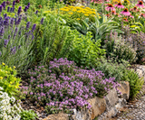 Thymus serpyllum (Dwarf Creeping Thyme) Height: 4-6"