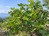 Ficus carica (Common Fig, Edible Fig)