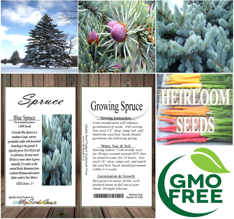 planting spruce seeds Picea pungens (Colorado Blue Spruce) Seedlings & Transplants Available – MySeedsCo