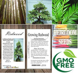 Sequoia sempervirens (Redwood, California Redwood, Coast Redwood) 52% Germ