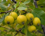Malus sieboldii aka Malus toringo (Siebold's Crab, Toringa Crab Apple/Toringa Crabapple, Toringo Crabapple)