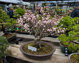 Prunus tenella (Dwarf Russian Almond, Russian Almond)
