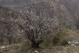 Prunus myrobalan aka Prunus cerasifer (Cherry plum, Myrobalan plum, Purple-leaf plum)