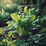 Roquette Arugula (Eruca vesicaria)