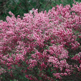 Prunus tenella (Dwarf Russian Almond, Russian Almond)