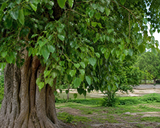 Ficus religiosa (Bodhi Tree, Peepal Tree, Pipal, Sacred Fig)