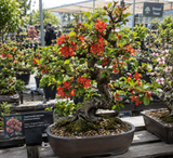 Chaenomeles lagenaria (Common Quince)