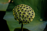 Nelumbo lutea (American lotus, Yellow sacred lotus, Yellow lotus)