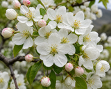 Malus sieboldii aka Malus toringo (Siebold's Crab, Toringa Crab Apple/Toringa Crabapple, Toringo Crabapple)