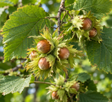 Corylus colurna (Tree Hazel Nut, Turkish Filbert, Turkish Hazelnut)