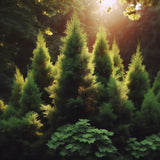 Thuja occidentalis 'Emerald Green' (Emerald Green Arborvitae) Seedlings & Transplants Available for Spring Shipping