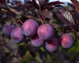 Prunus myrobalan aka Prunus cerasifer (Cherry plum, Myrobalan plum, Purple-leaf plum)