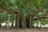 Ficus benghalensis (Banyan Fig, Banyan Tree, Bengal Banyan, Nyagrodha, Strangler Fig, Vada Tree)