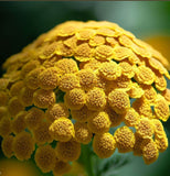 ACHILLEA filipendulina Gold Yarrow