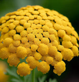 ACHILLEA filipendulina Gold Yarrow