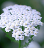 ACHILLEA millefolium White Yarrow