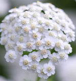 ACHILLEA millefolium White Yarrow