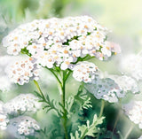 ACHILLEA millefolium (White Yarrow)