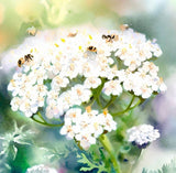 ACHILLEA millefolium White Yarrow