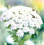 ACHILLEA millefolium White Yarrow