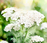 ACHILLEA millefolium occidentali (Western Yarrow)