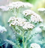 ACHILLEA millefolium occidentali (Western Yarrow)