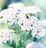 ACHILLEA millefolium occidentali (Western Yarrow)