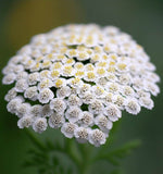 ACHILLEA millefolium occidentali (Western Yarrow)