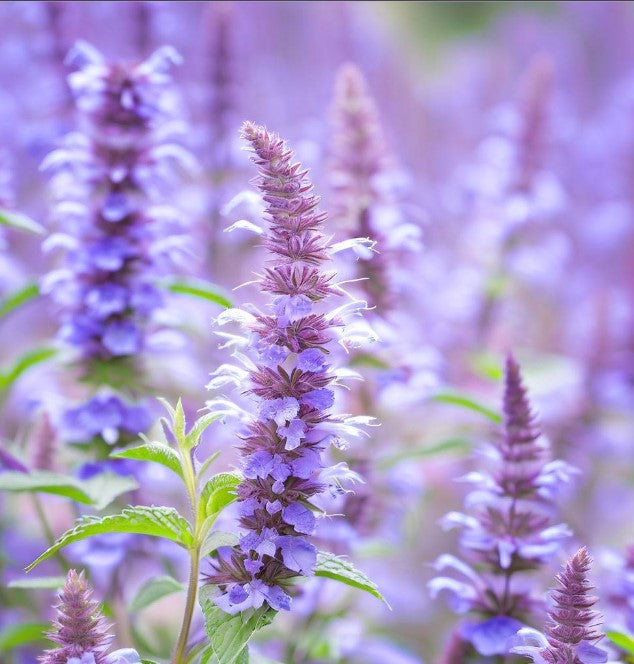 lavender hyssop plant AGASTACHE foeniculum (Lavender Hyssop, Anise Hyssop) 1 lb
