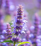 AGASTACHE foeniculum (Lavender Hyssop, Anise Hyssop)