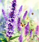 AGASTACHE foeniculum (Lavender Hyssop, Anise Hyssop)