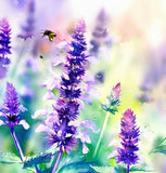 AGASTACHE foeniculum (Lavender Hyssop, Anise Hyssop)