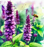 AGASTACHE rugosa Purple Giant Hyssop (Korean mint)