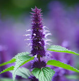 AGASTACHE urticifolia (Nettleleaf Horsemint)