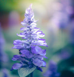 AMORPHA canescens Leadplant