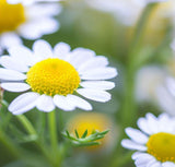 ANTHEMIS nobilis (Roman Chamomile)