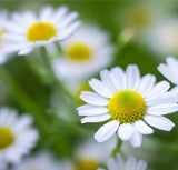 ANTHEMIS nobilis (Roman Chamomile)