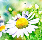 ANTHEMIS nobilis (Roman Chamomile)