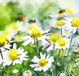 ANTHEMIS nobilis (Roman Chamomile)