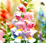 ANTIRRHINUM majus 'Tetra Mix' (Snapdragon, Mixed)