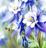 AQUILEGIA caerulea Columbine, Blue