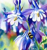 AQUILEGIA caerulea Columbine, Blue