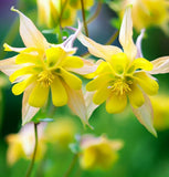 AQUILEGIA caerulea 'McKana Giants Mix' (Columbine, Mixed Colors)