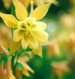 AQUILEGIA caerulea 'McKana Giants Mix' (Columbine, Mixed Colors)