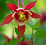 AQUILEGIA canadensis (Eastern Columbine)