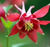 AQUILEGIA canadensis (Eastern Columbine)