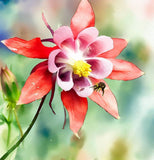 AQUILEGIA canadensis Eastern Columbine