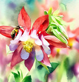 AQUILEGIA canadensis Eastern Columbine