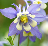 AQUILEGIA vulgaris (Columbine, Dwarf Mixed)
